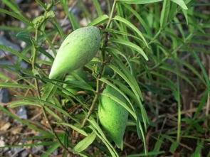 稍瓜怎么吃,瓜果之王——稍瓜的多样食法探索