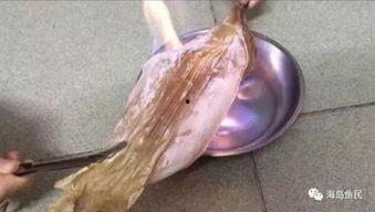 成人鱿鱼视频在线,揭秘成人鱿鱼视频中的奇幻世界