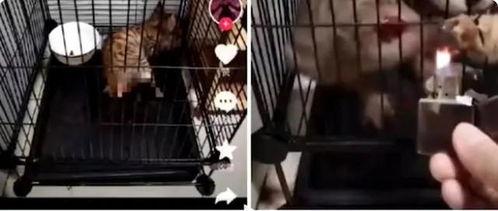 虐猫视频,人性与道德的拷问