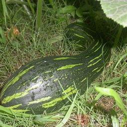 吃方瓜有什么好处