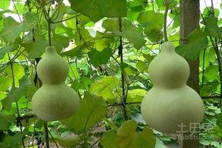 孕妇吃葫芦瓜,营养美味，助力母婴健康